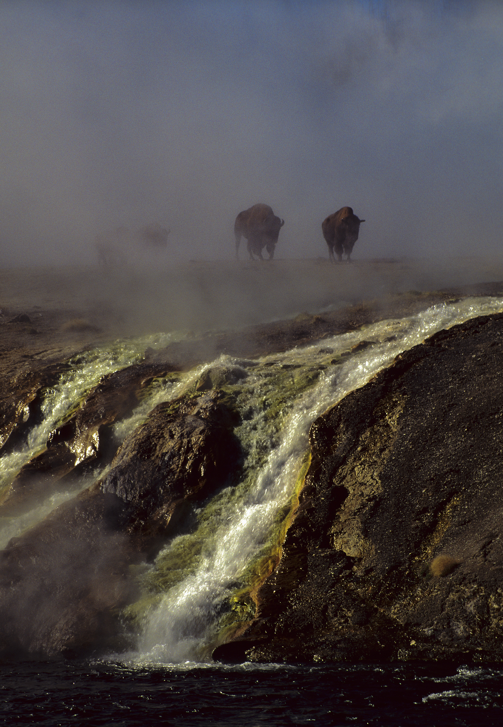 Bison in the mist
