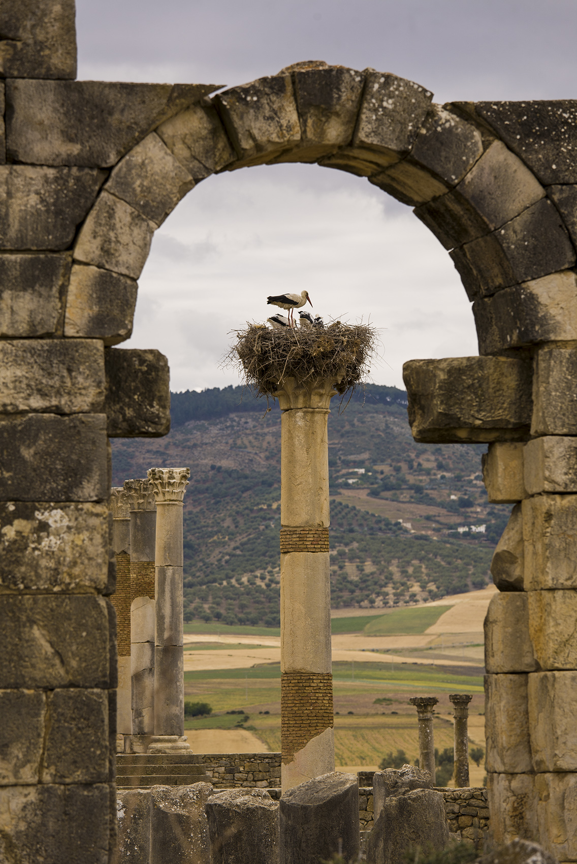 Roman ruins, Volubilis