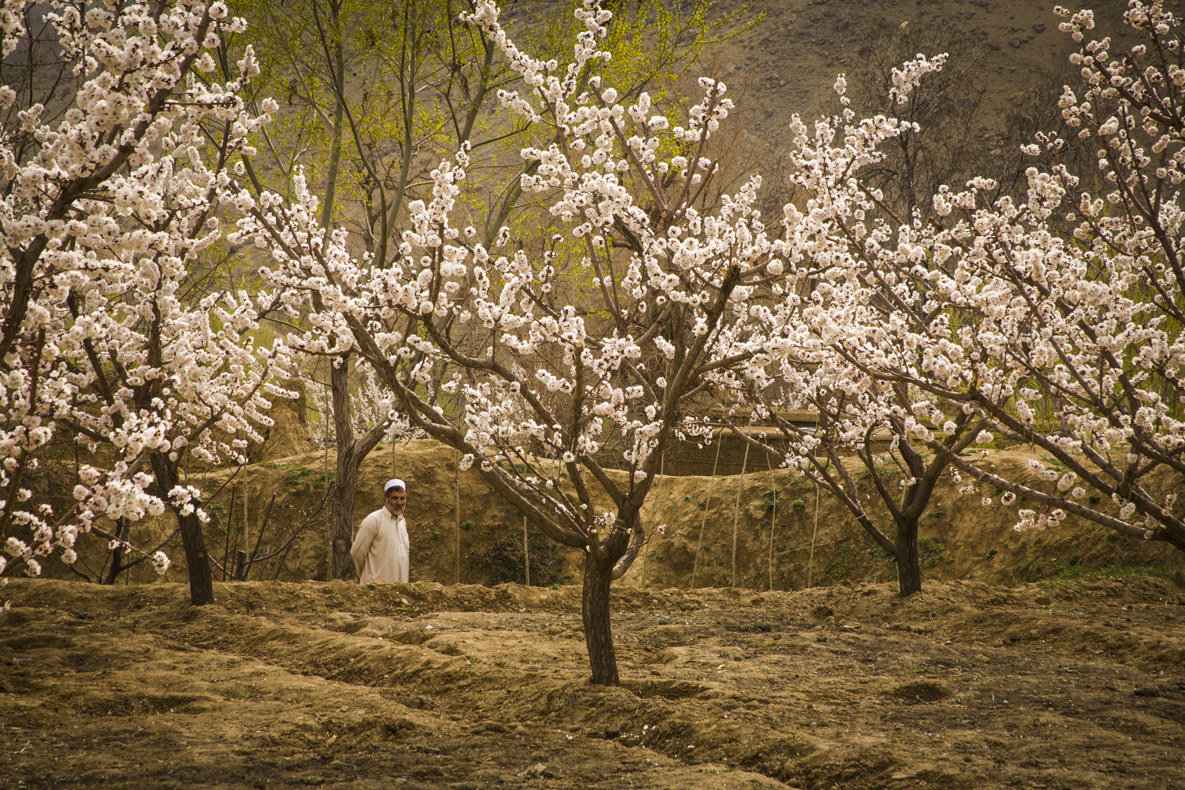 Orchard in spring, Paghman