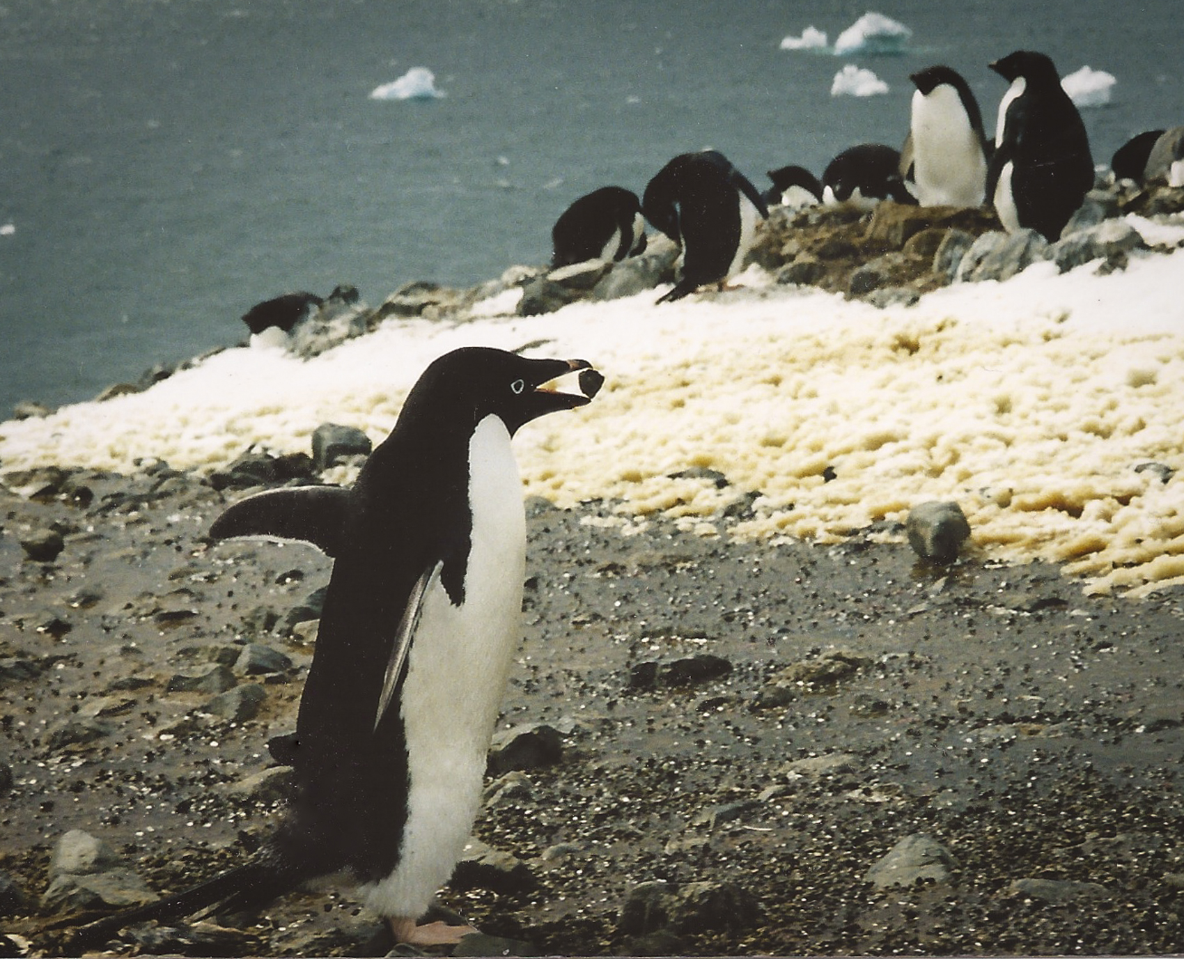 Adelie penguin offering mate a stone for nest