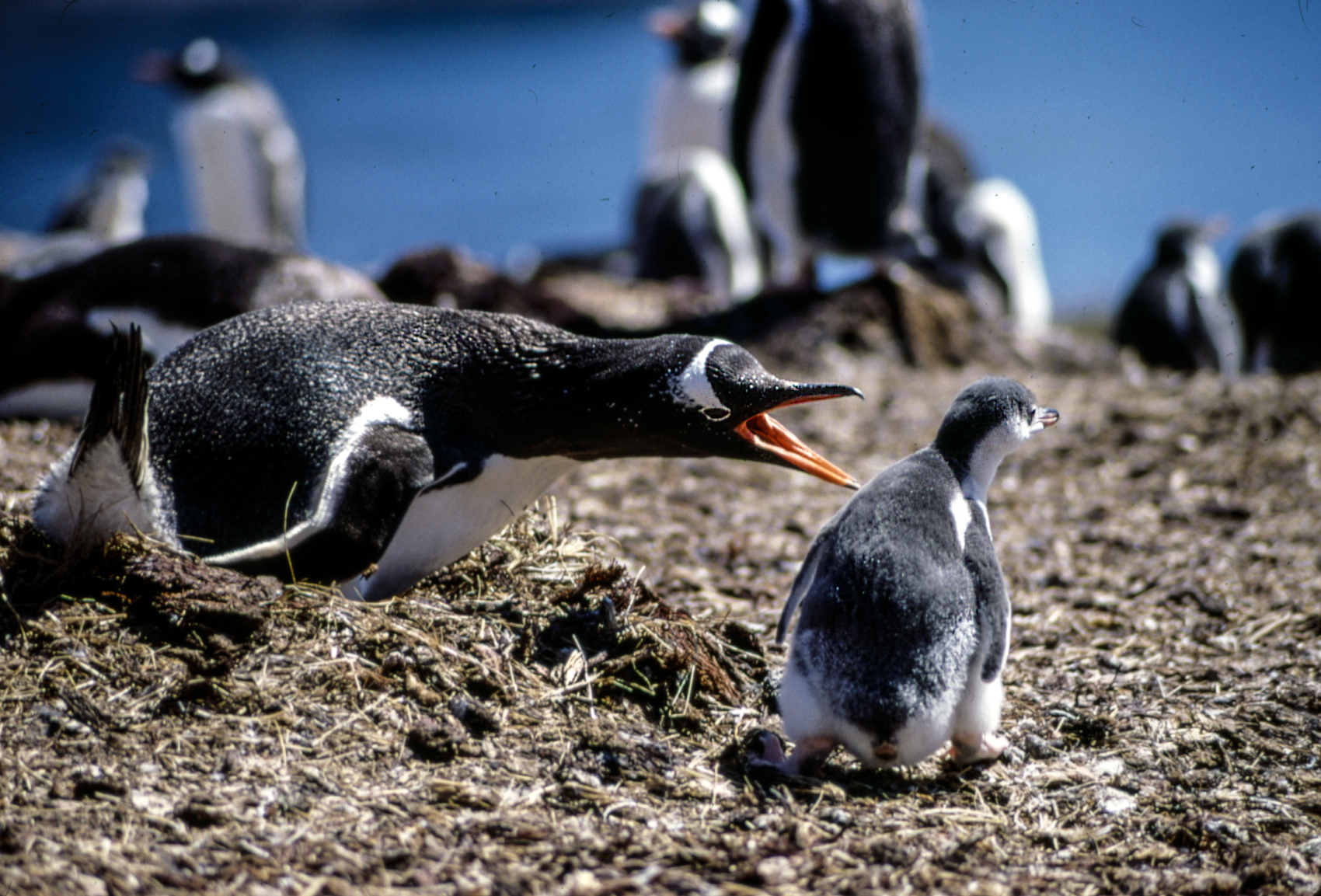 Gentoo penguin