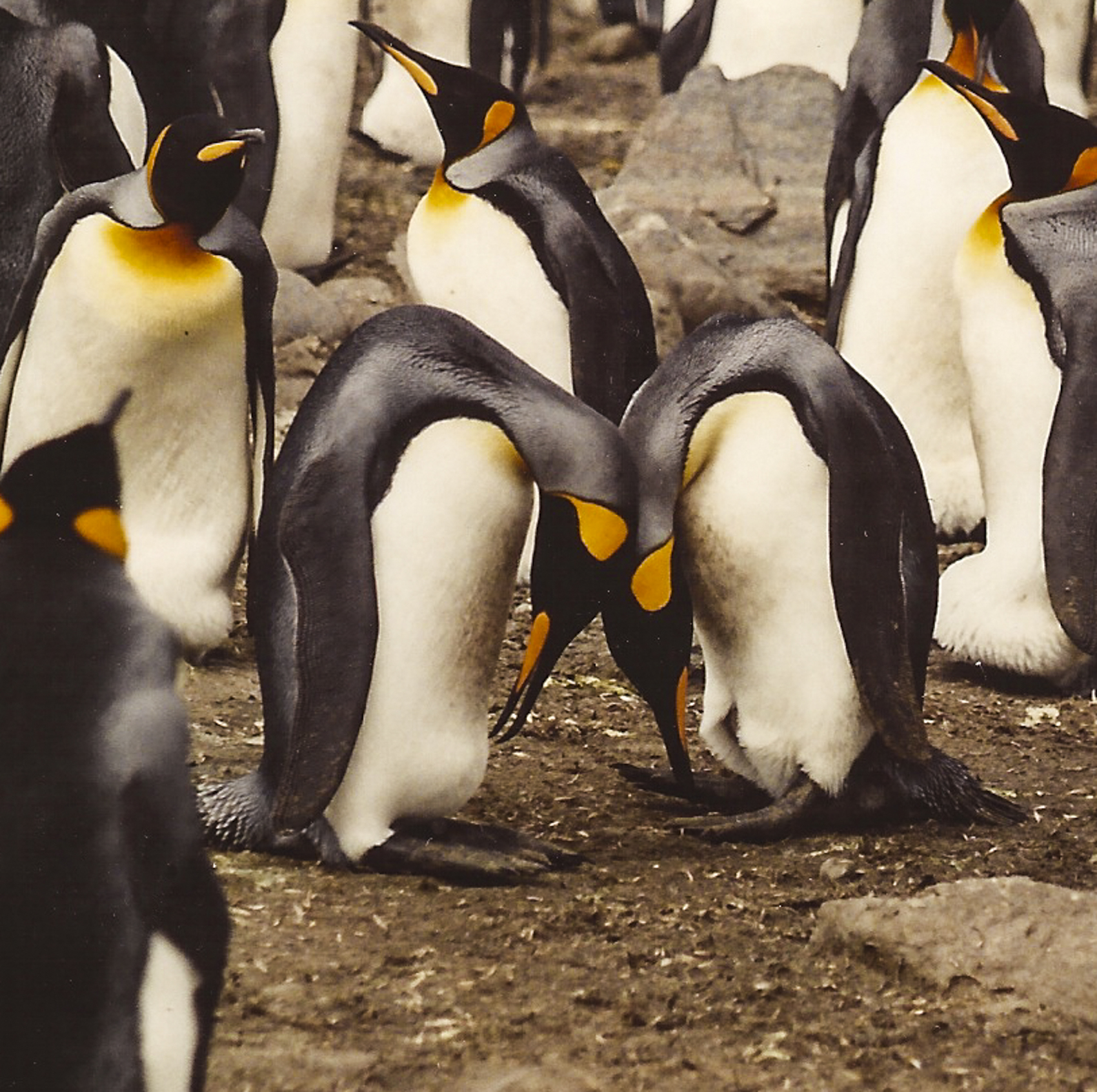 King penguins courting