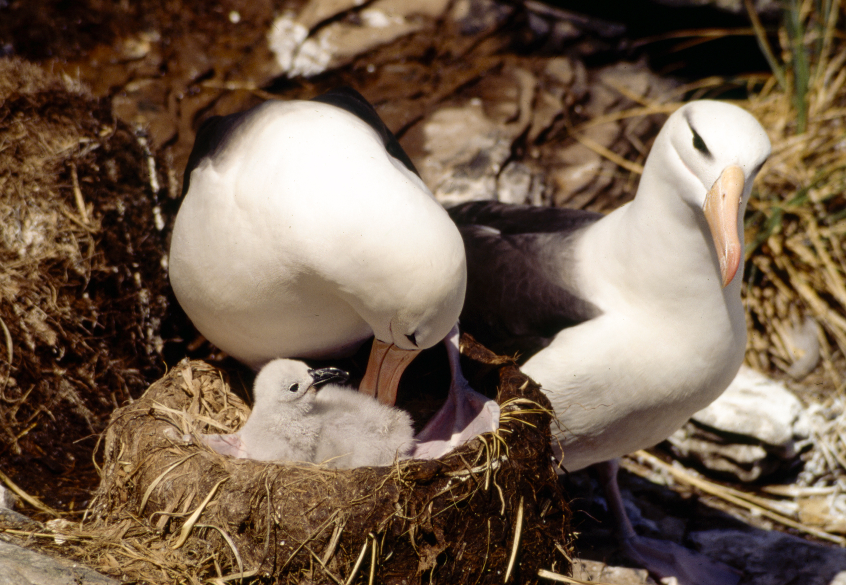 Albatross parents and chick