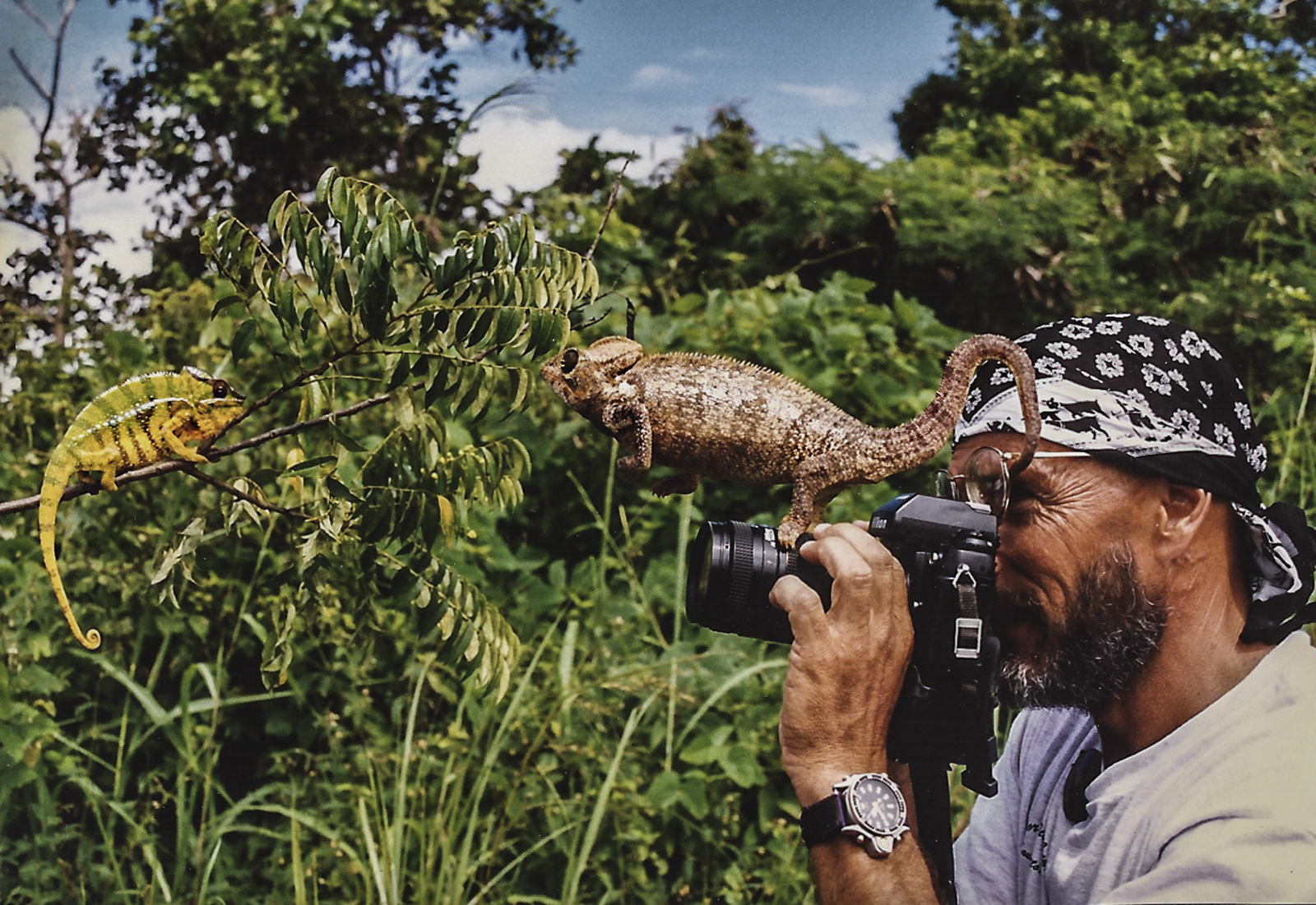 Chameleons taking charge of photography