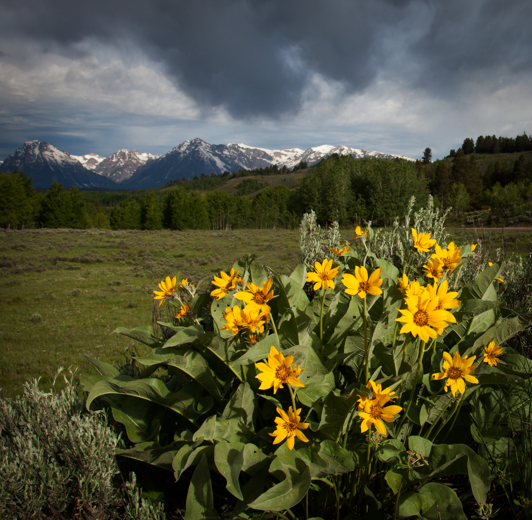 Balsam Root in Jackson Hole