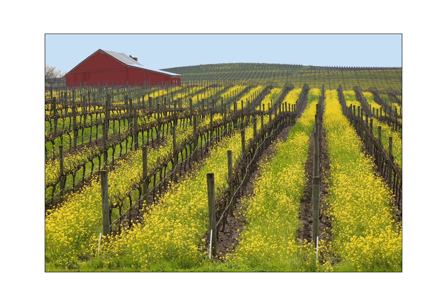 Napa vineyards in mustard season