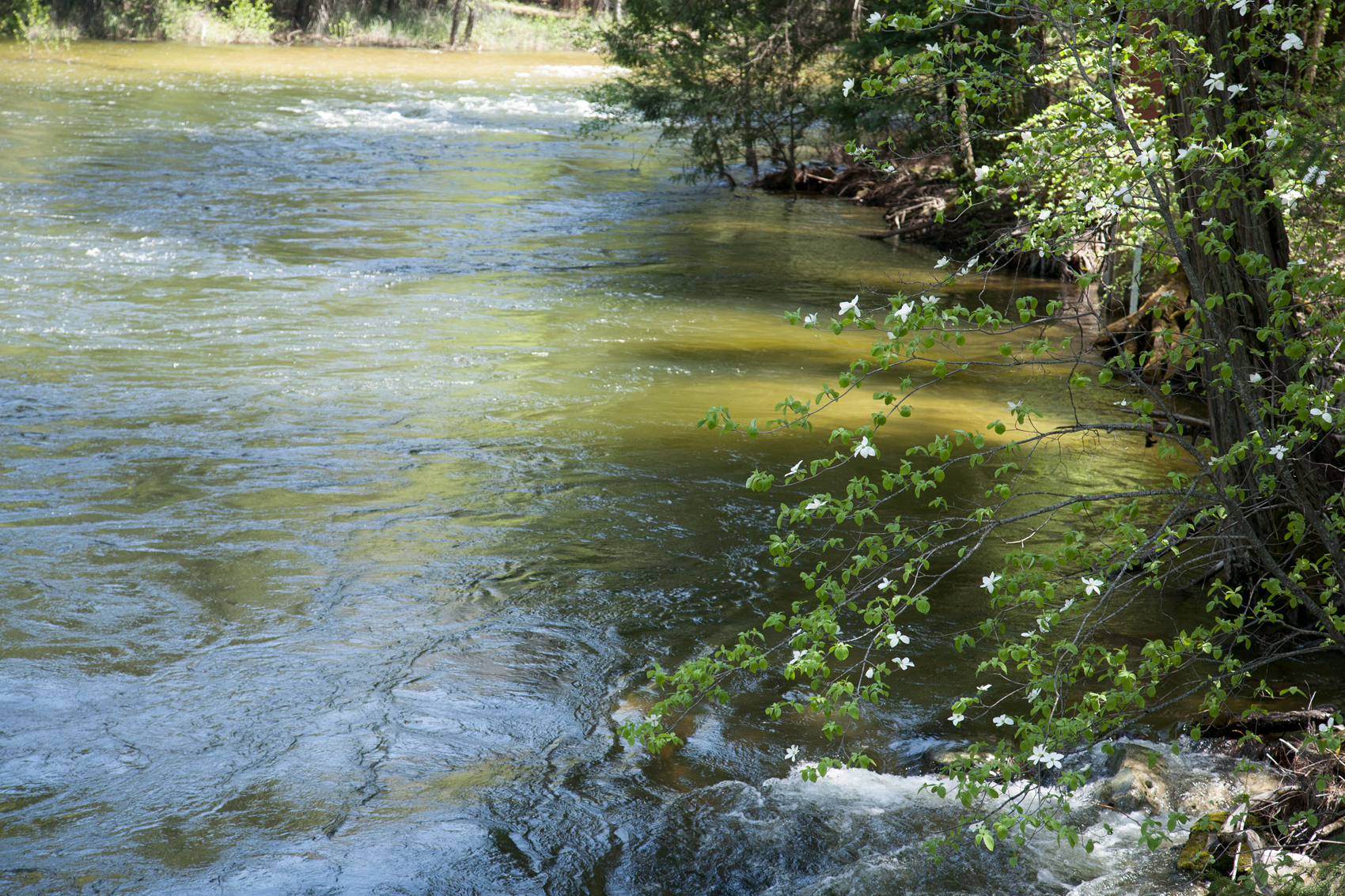 Yosemite in dogwood season