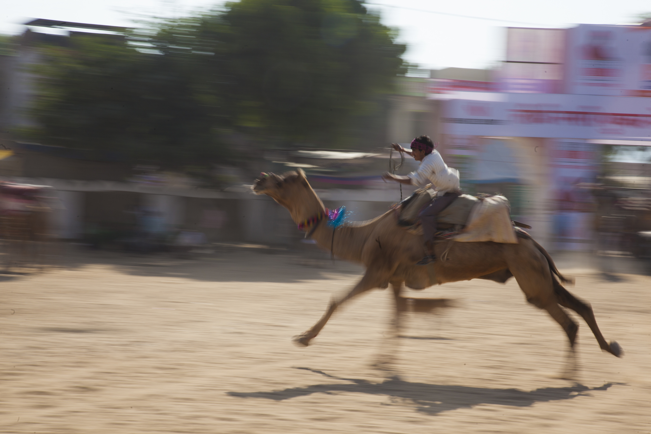 Camel races, Pushkar