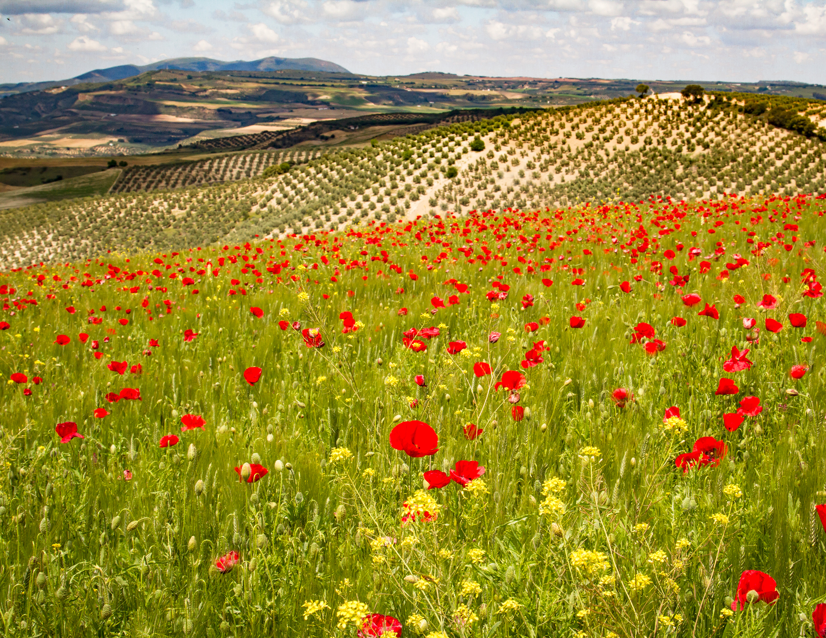 Poppy field in the Sierra Nevada