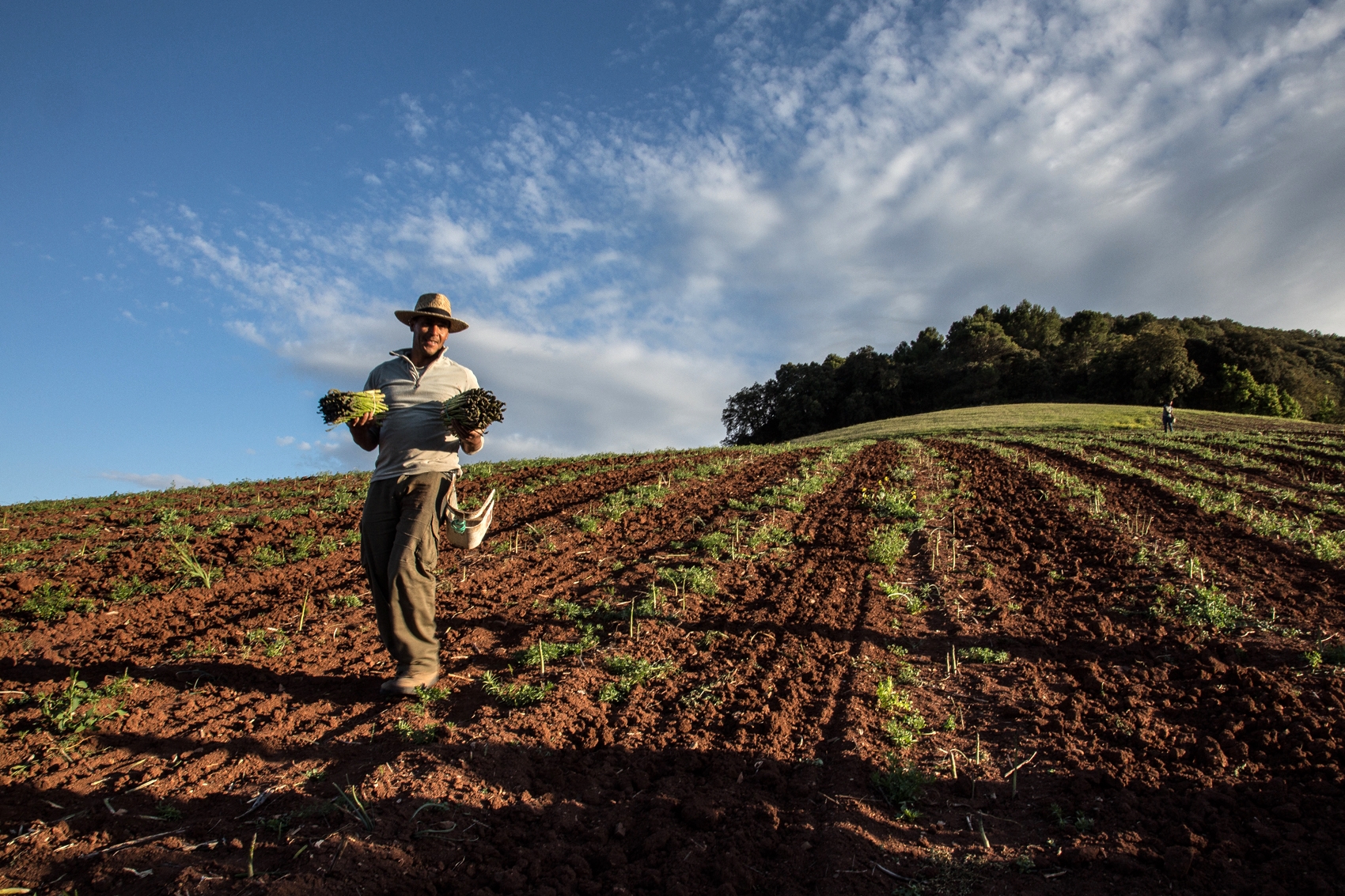 Moroccan asparagus picker, Seirra Nevada