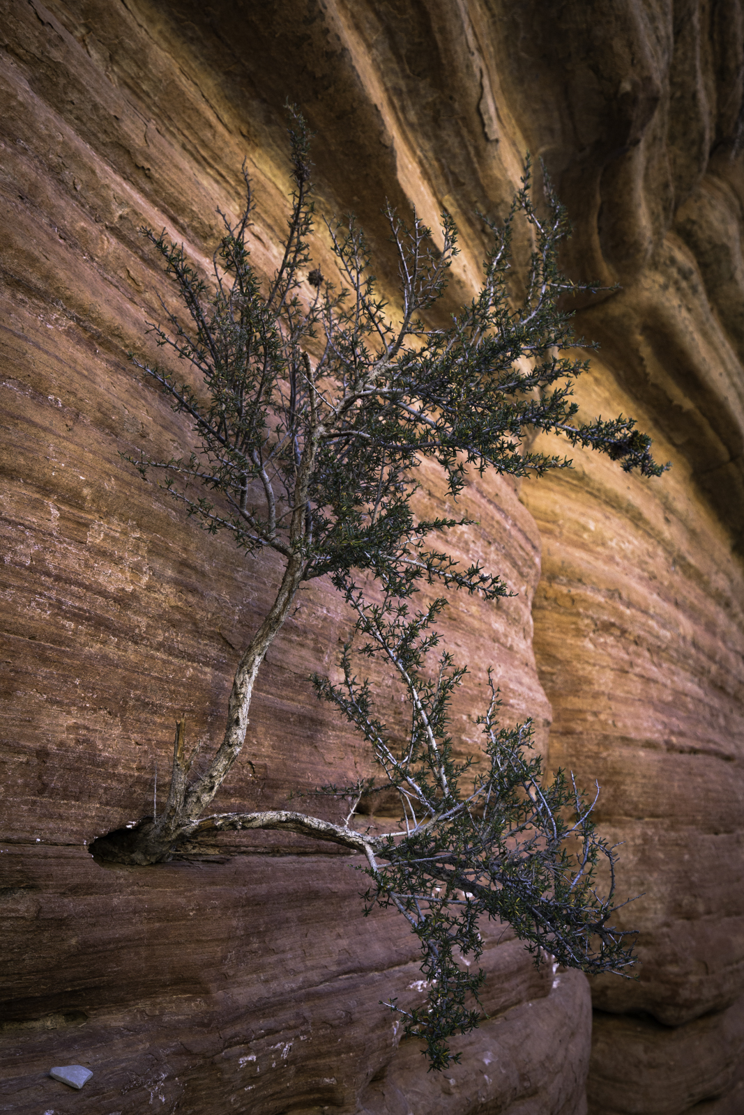 Trees grow where they can find root