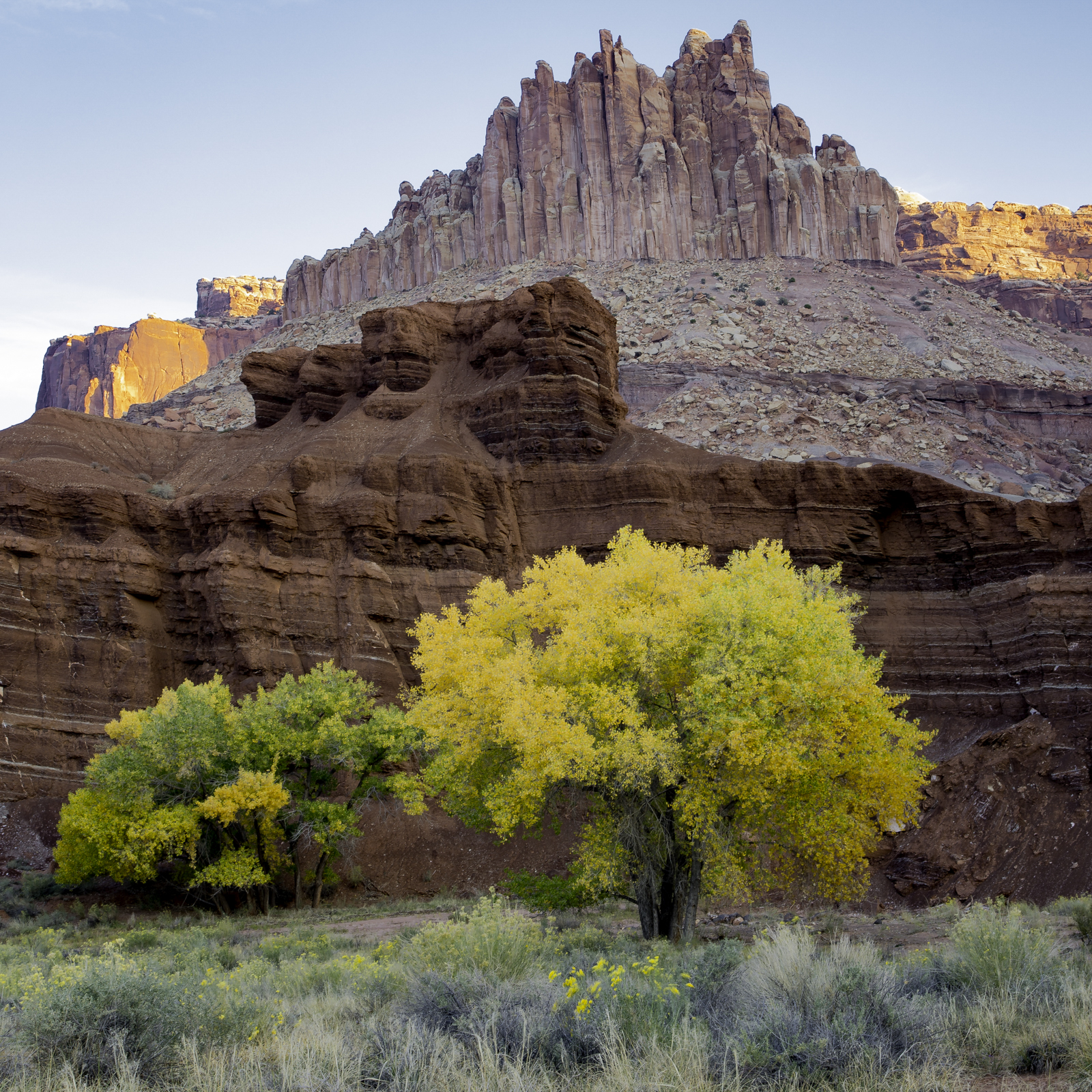 Cottonwood in fall color, Capitol Reef National Park