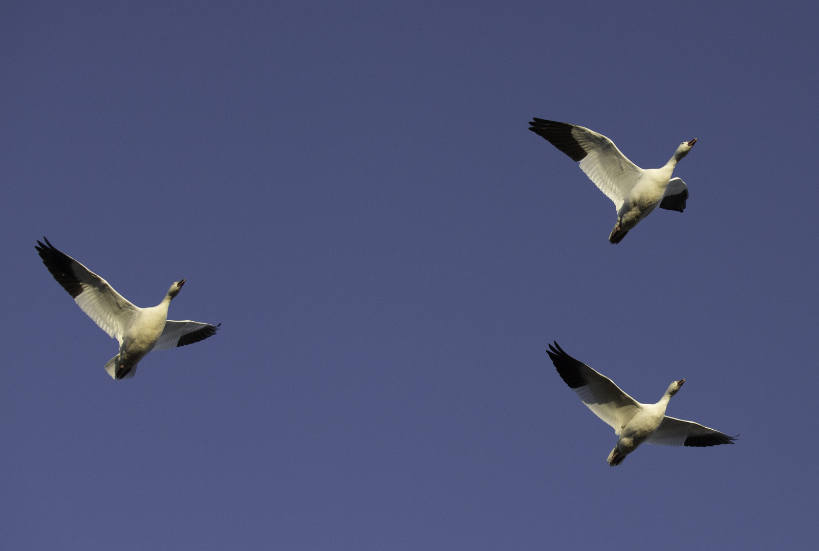 Snow Geese