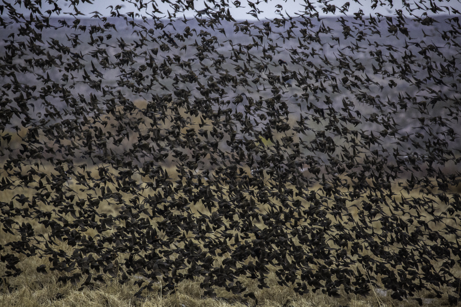 Redwing Blackbirds Flocking from Feeding Site