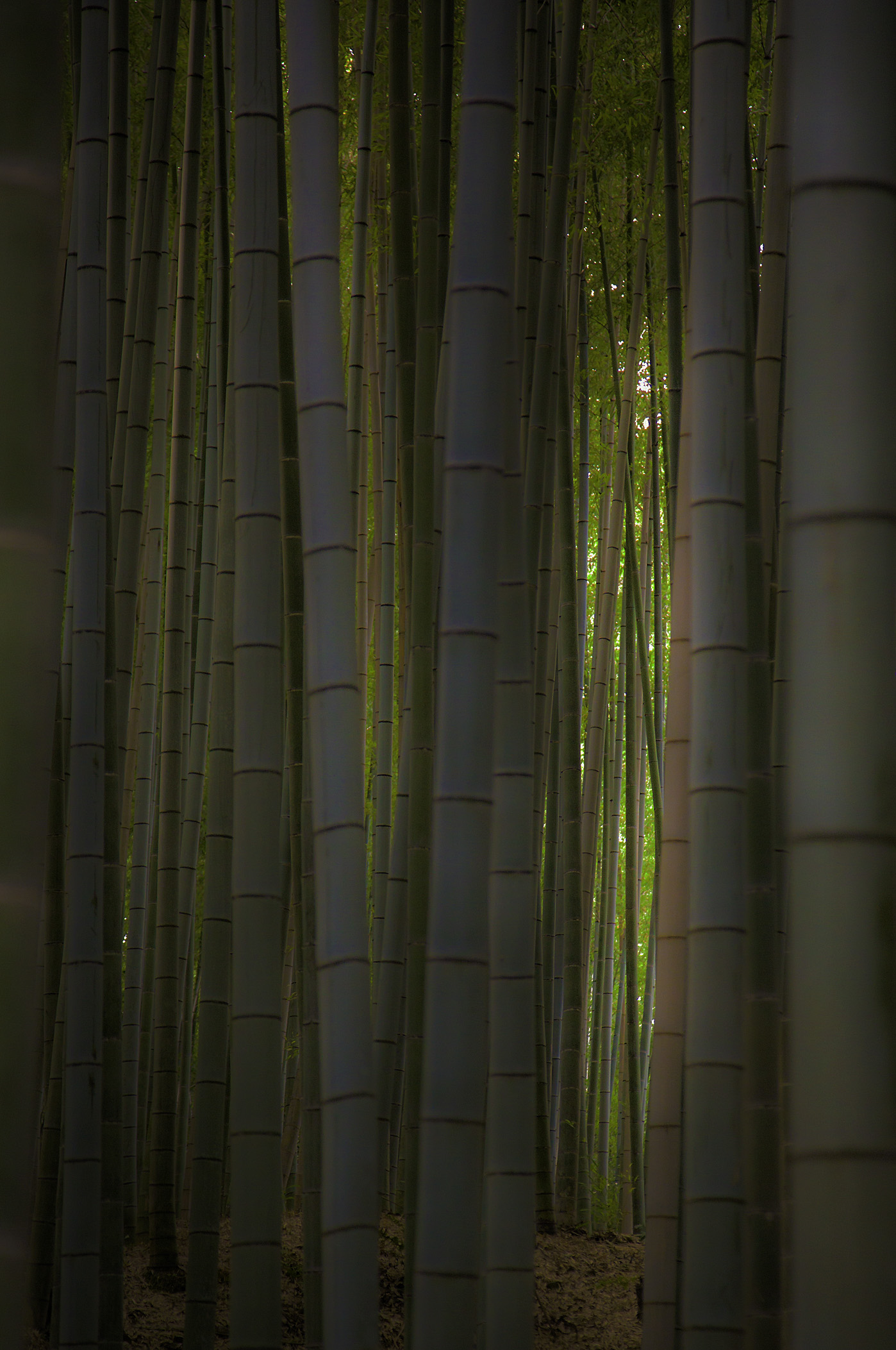 Bamboo Grove, Kyoto