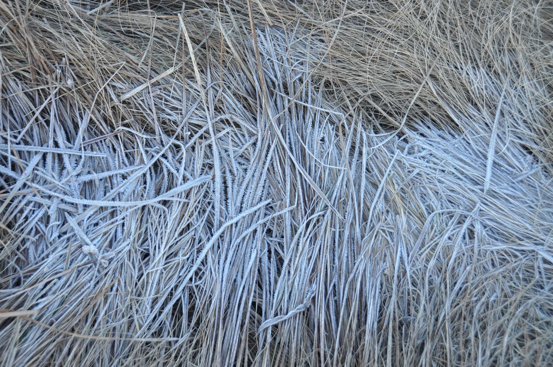 DSC_0376.jpg