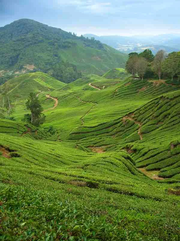 Not the Cameron Highlands we saw
