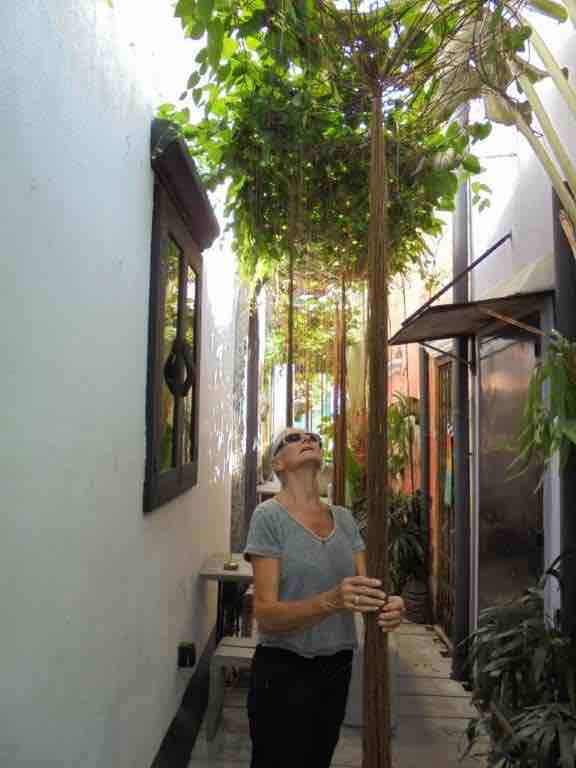 Aerial roots