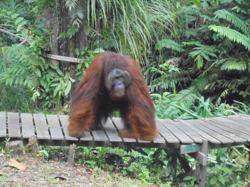 Ritchie the Orang Utan