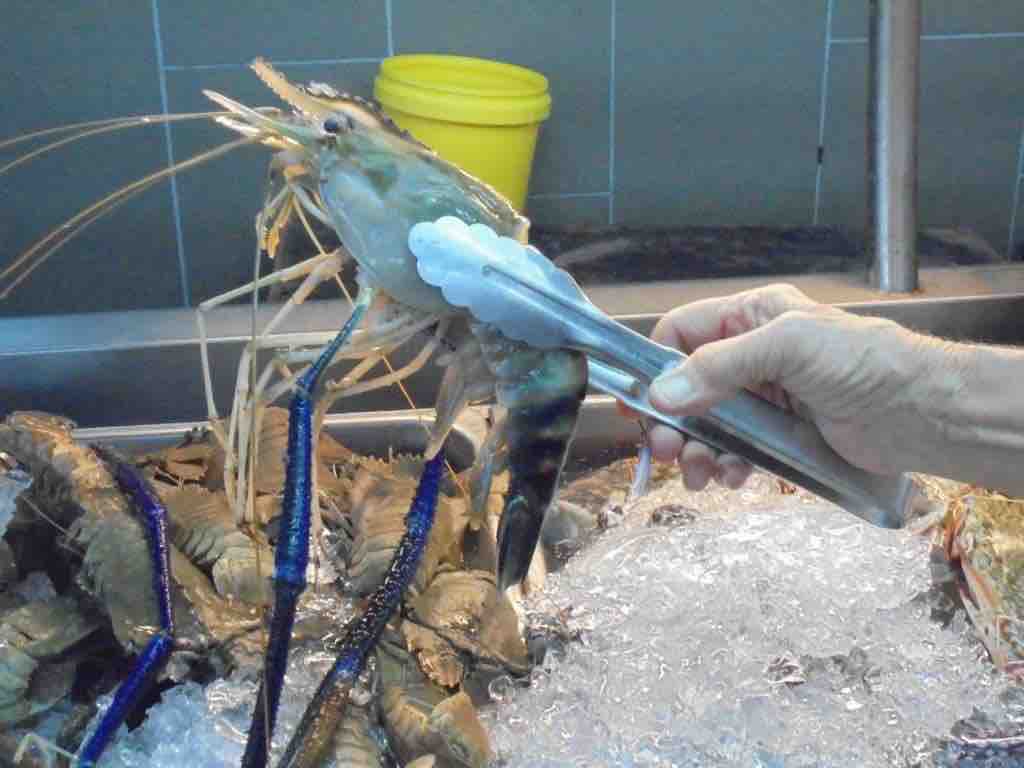 River crayfish
