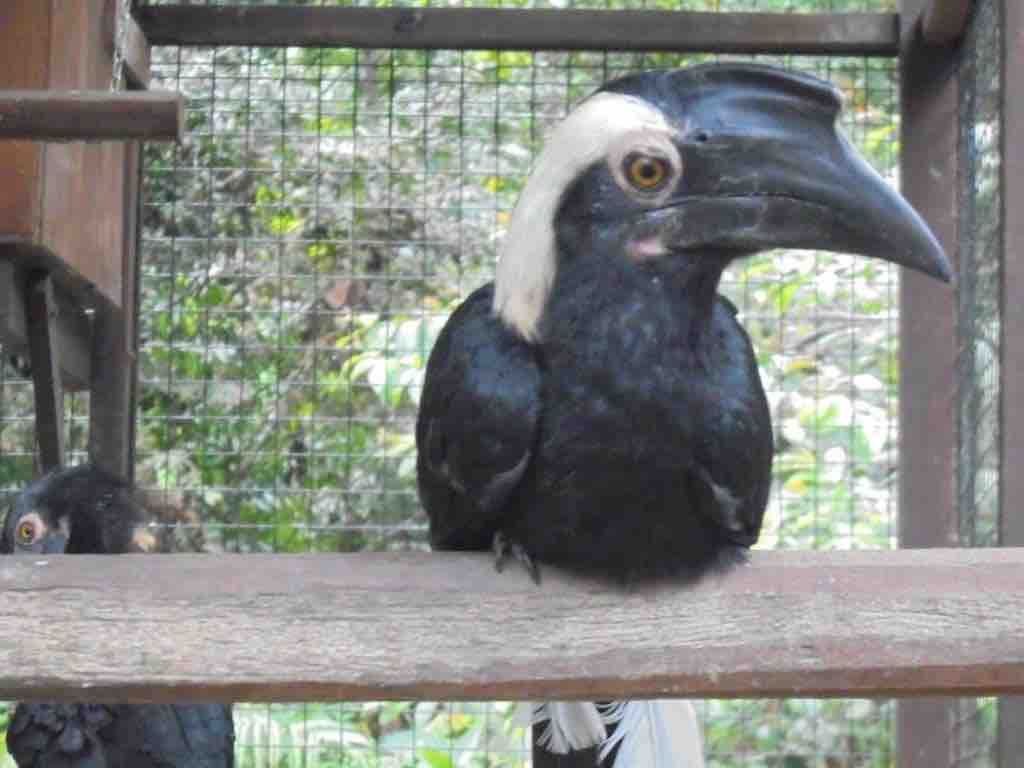 Black Hornbill