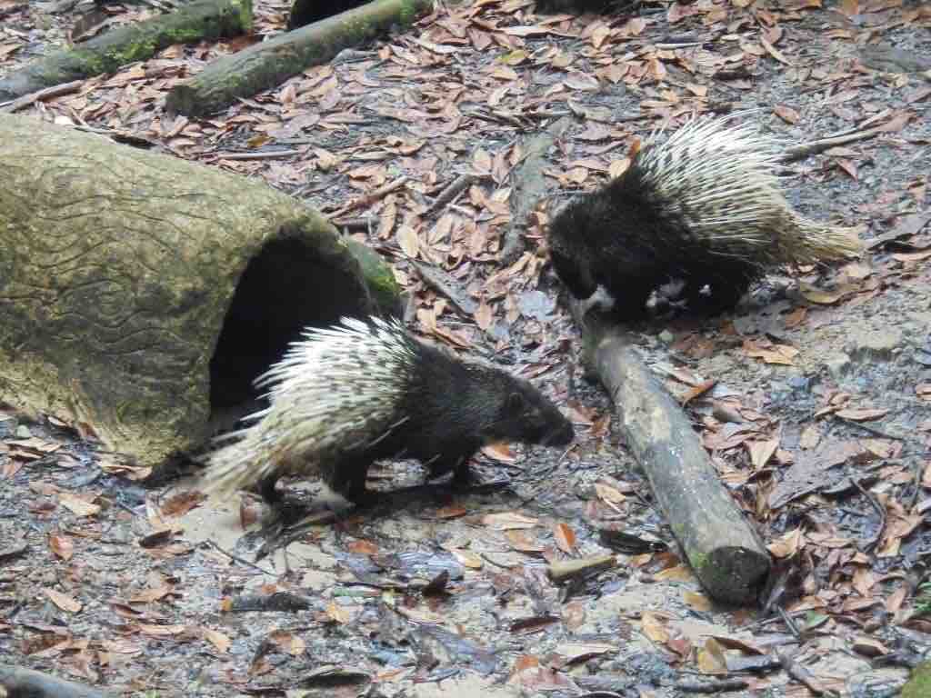 Porcupines