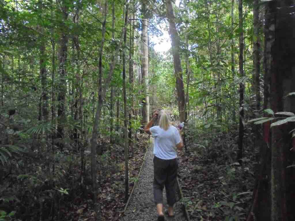 Steamy jungle walk