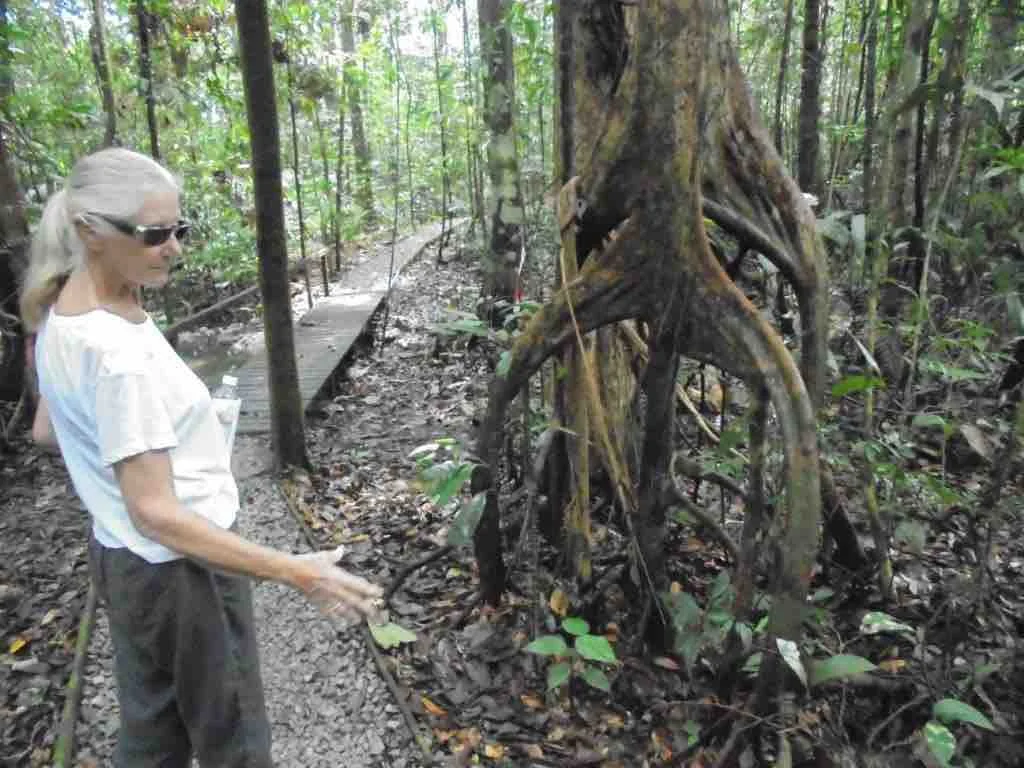 Unusual tree
