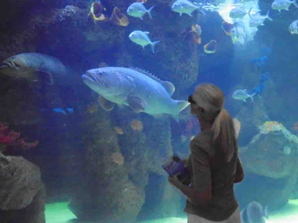 The Shore Oceanarium