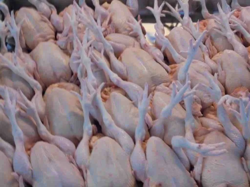Chickens from "Chicken Street"