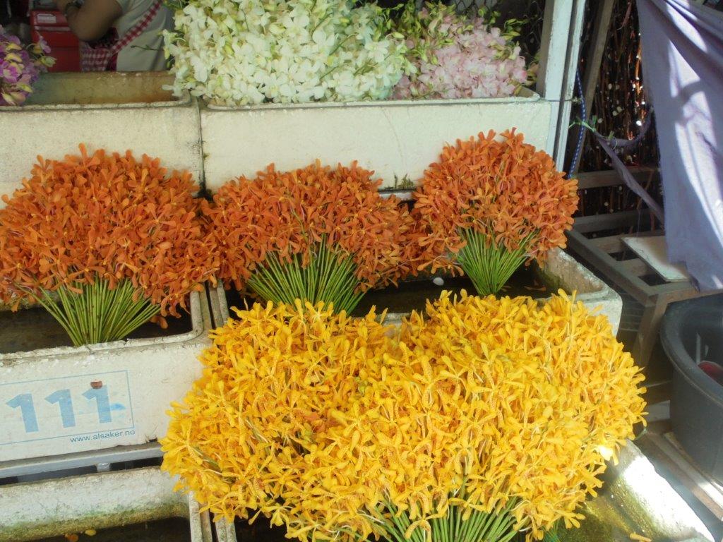 Orchid flowers