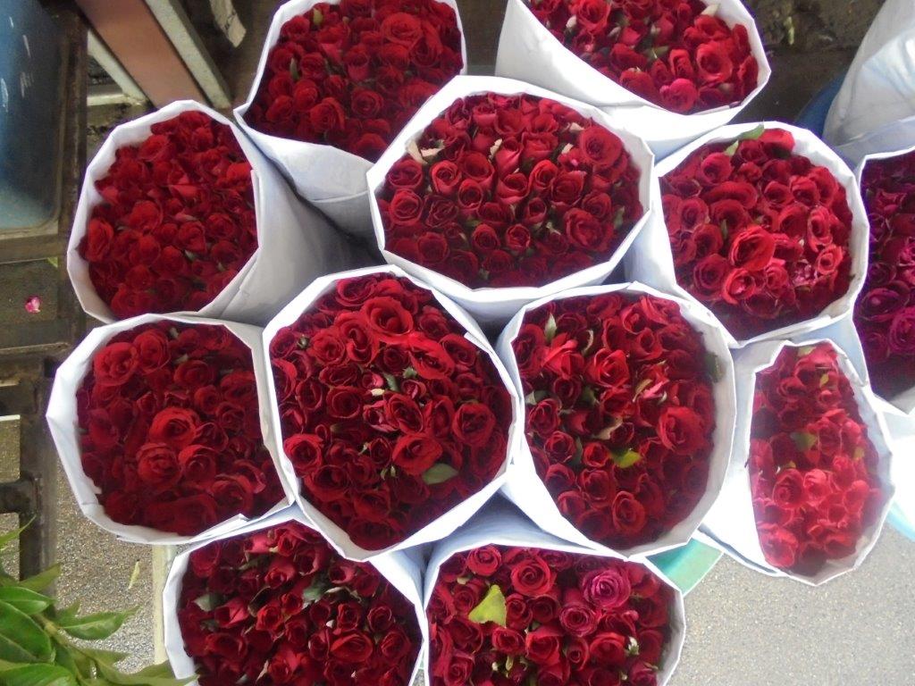 Roses from China