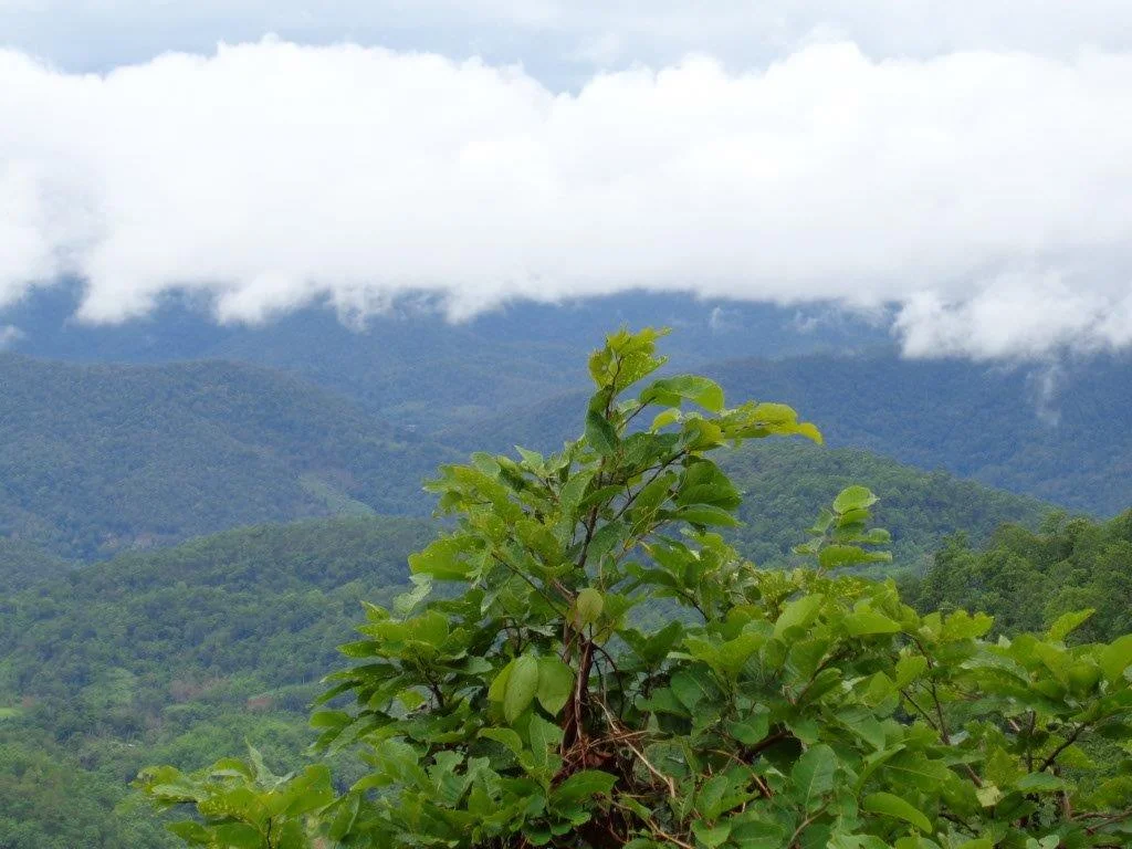 Samoeng forest