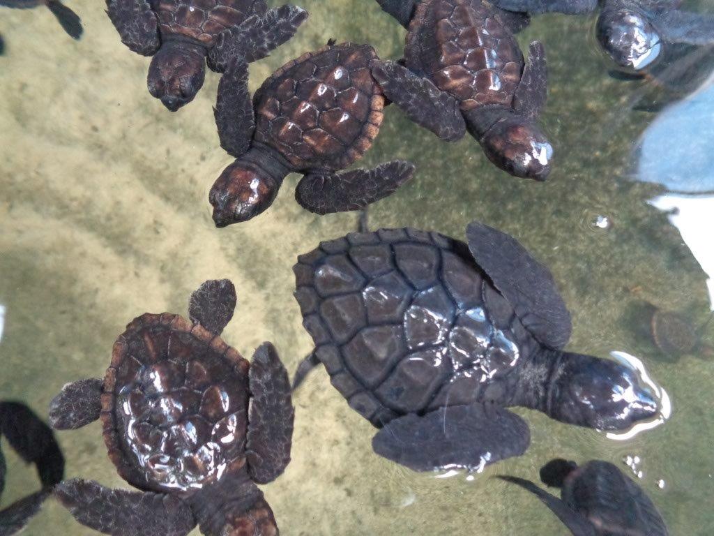 Baby turtles ready to fly