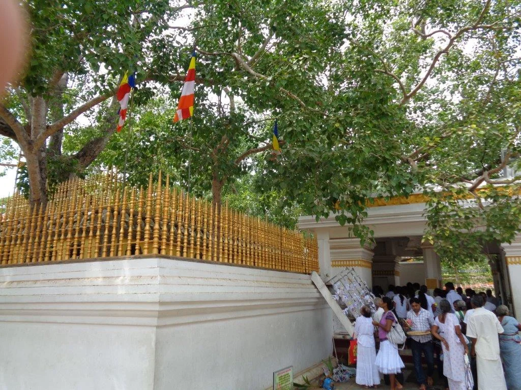 Buddha tree