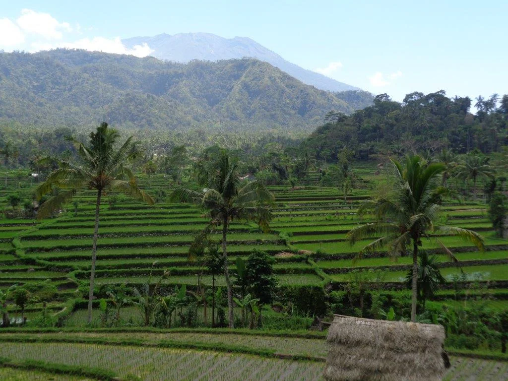 Mt Agung beyond rice paddies