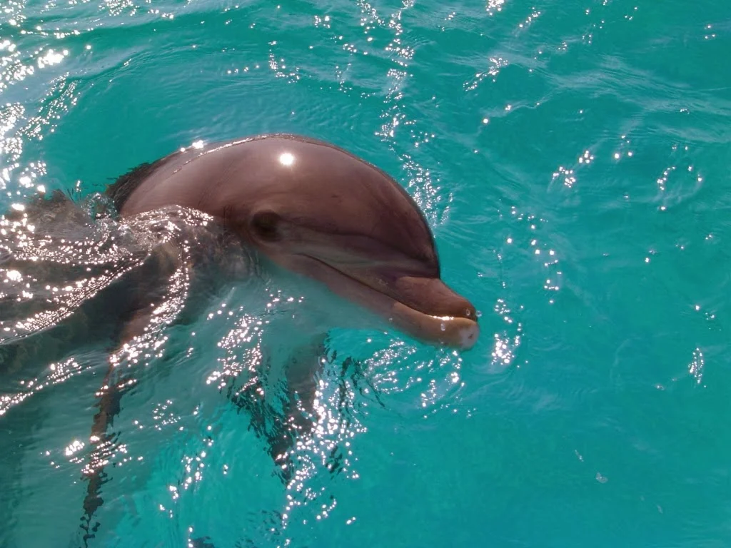 Dolphin 3.jpg