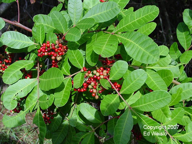 Brazilian Pepper_Schinus terebinthifolius copy.jpg