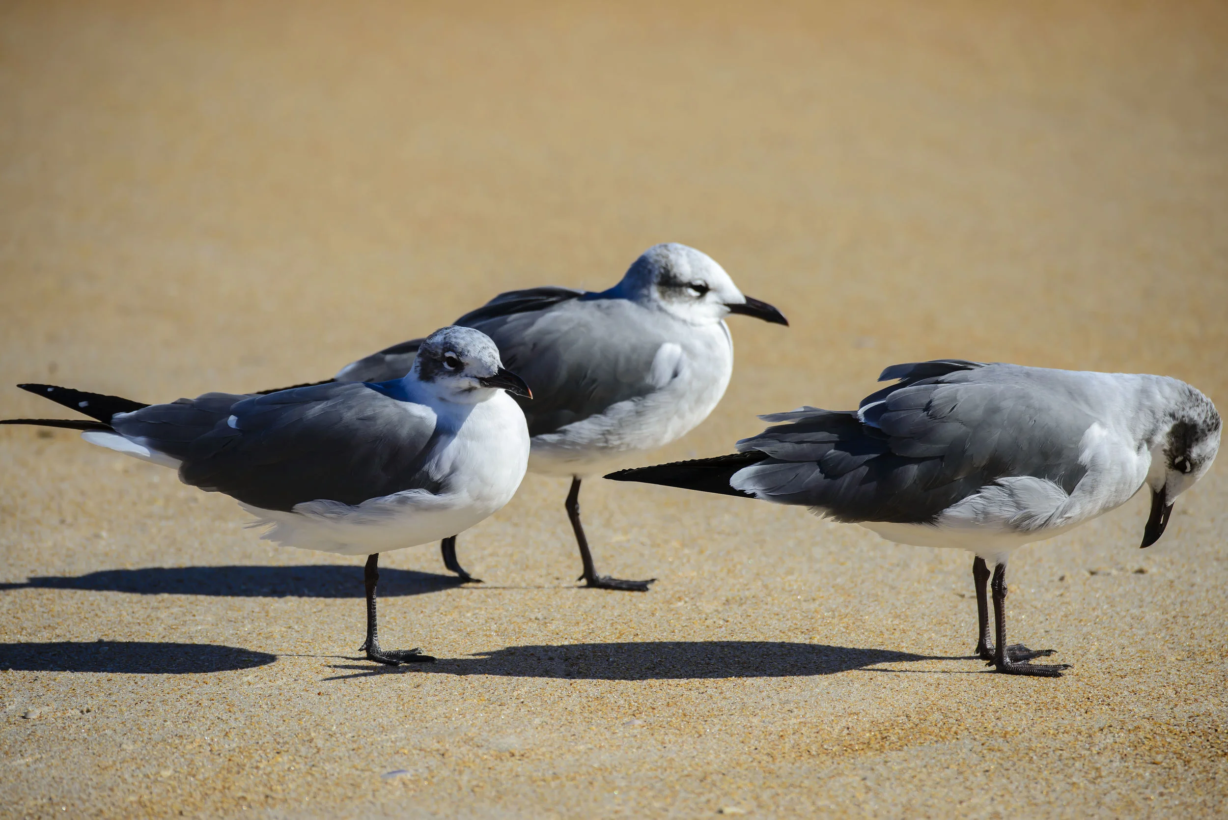 Birds at the Beach in The Hammock