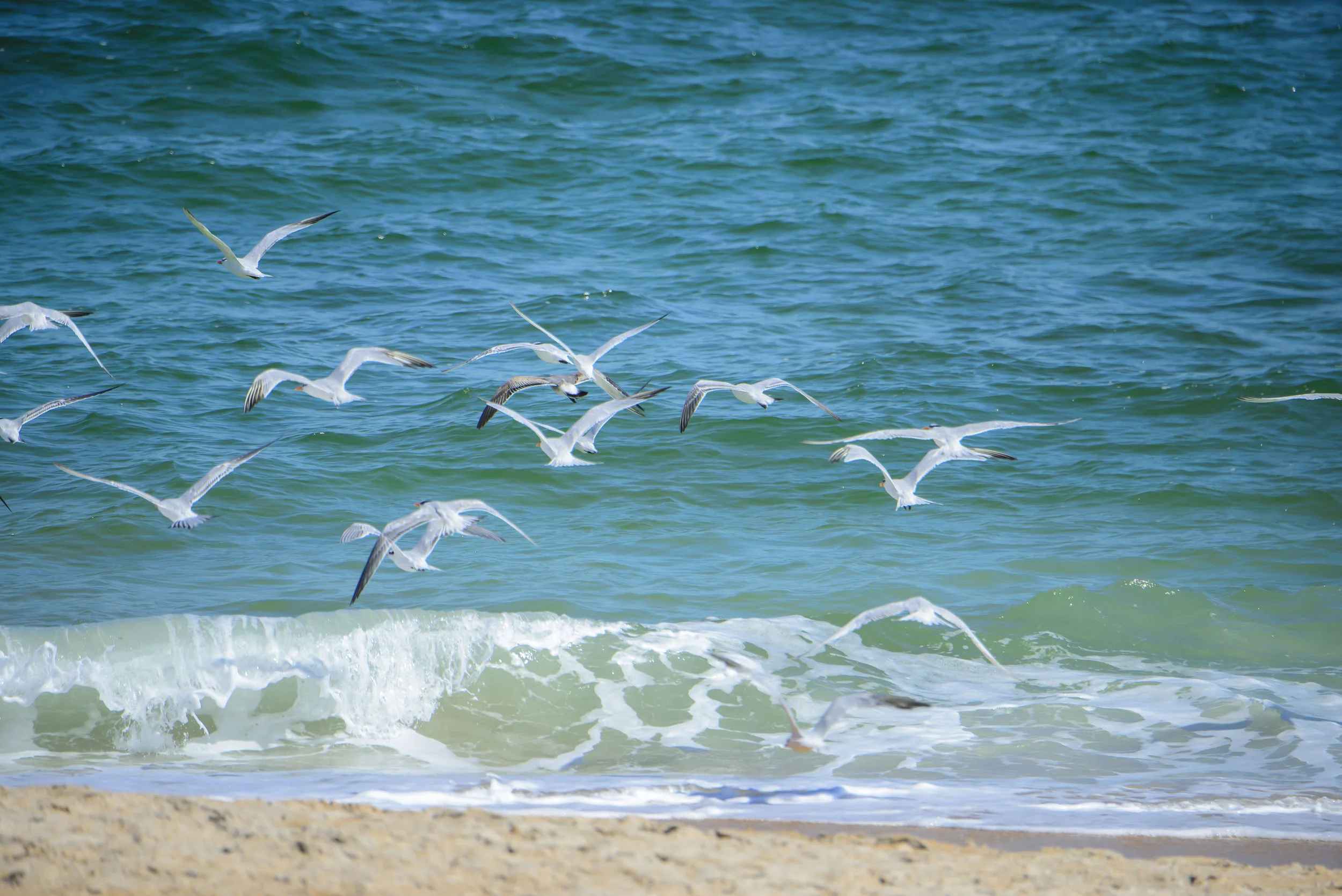 A Flock in Flight in The Hammock