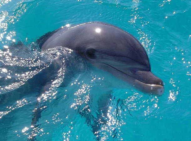 Oct 6 - Marineland Dolphin Adventure