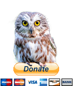 Pay-Pal-Olly-Donate-Button.png