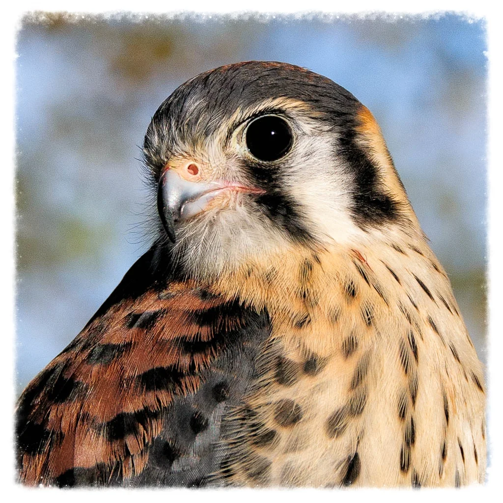 Raptor Education Group American Kestrel.jpg