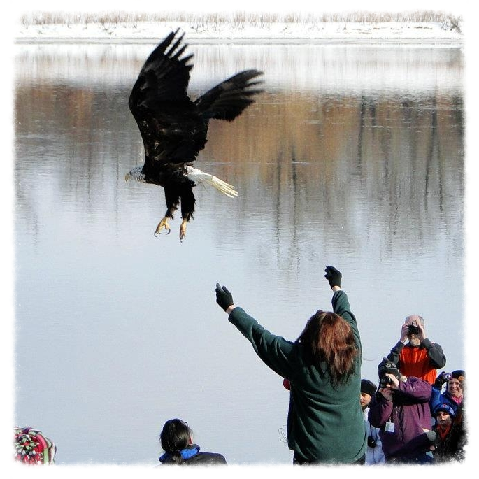 After months of care and physical reconditioning, a healthy bald eagle is released back into the wild.