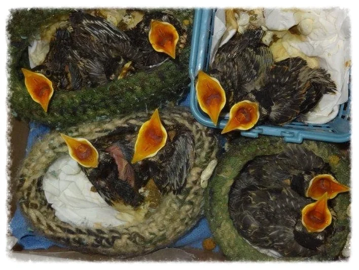 Baby birds require special diets and feeding schedules specific to their species to allow them to recover.