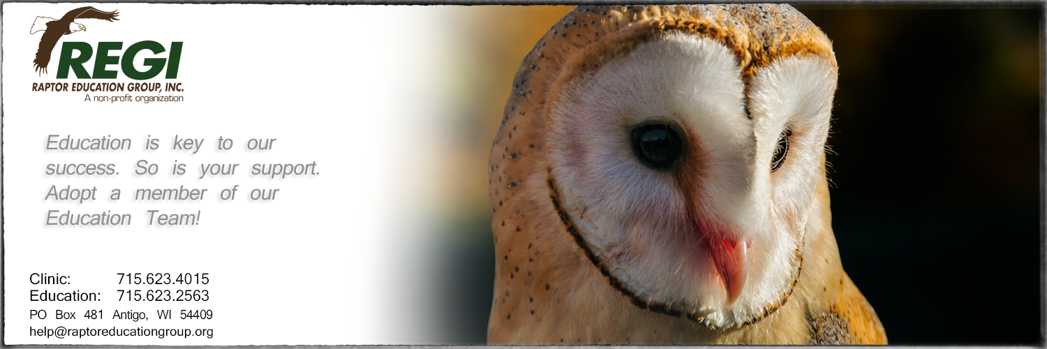 Raptor Education Group Adopt a Bird European Barn Owl.jpg