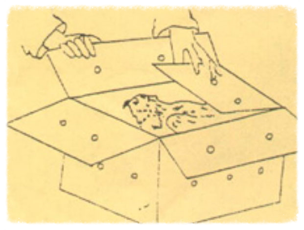 Step 3: Transfer the injured raptor to a box with holes before IMMEDIATELY transporting to a licensed rehabilitation center.