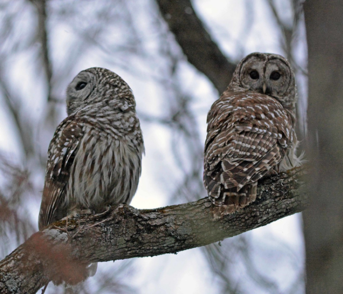 Photo by Steve Fisher