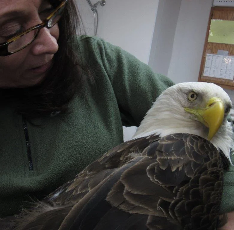 This adult male Bald Eagle was involved in a territorial battle with another eagle. He was seriously injured in the dispute.