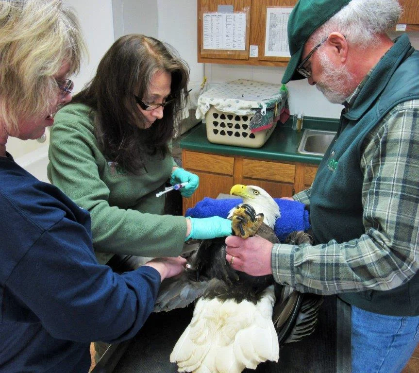 A physical done on the adult Bald Eagle on arrival at Raptor Education Group, Inc included doing blood tests, as well as an exam to detect obvious physical injuries. Here Steve Fisher (Rt) and Lisadawn Schram ( lower rt) assist during the exam. 